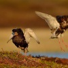 Jespak bojovny - Philomachus pugnax - Ruff 6917